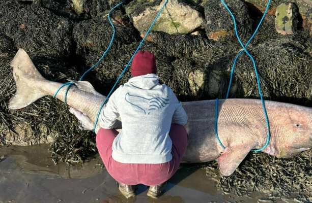 Rare Greenland shark washes up in Sligo · TheJournal.ie
