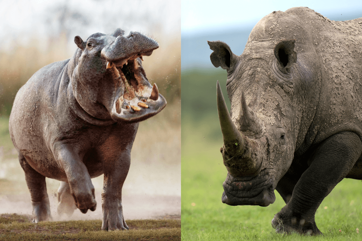 "Both are large, heavy, beefy animals with thick skin, pillar-like legs and enormous heads..."