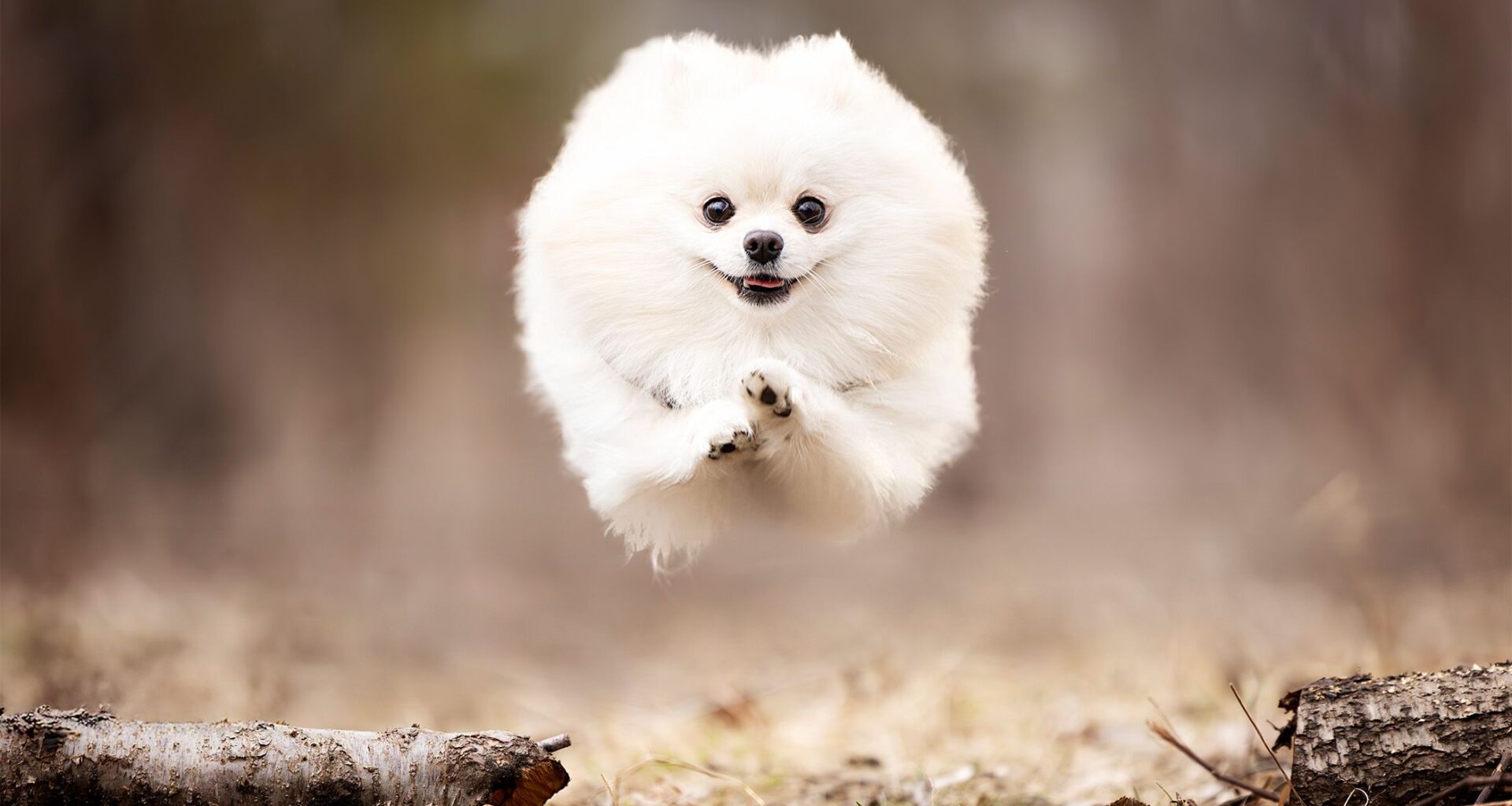 A photographer lost his beloved rescue dog. His new series is giving rescued pups the "chance to fly"