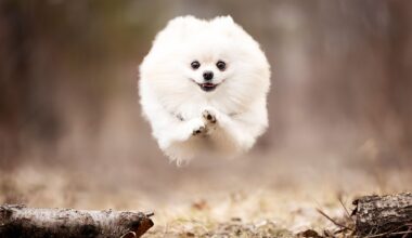 A photographer lost his beloved rescue dog. His new series is giving rescued pups the "chance to fly"