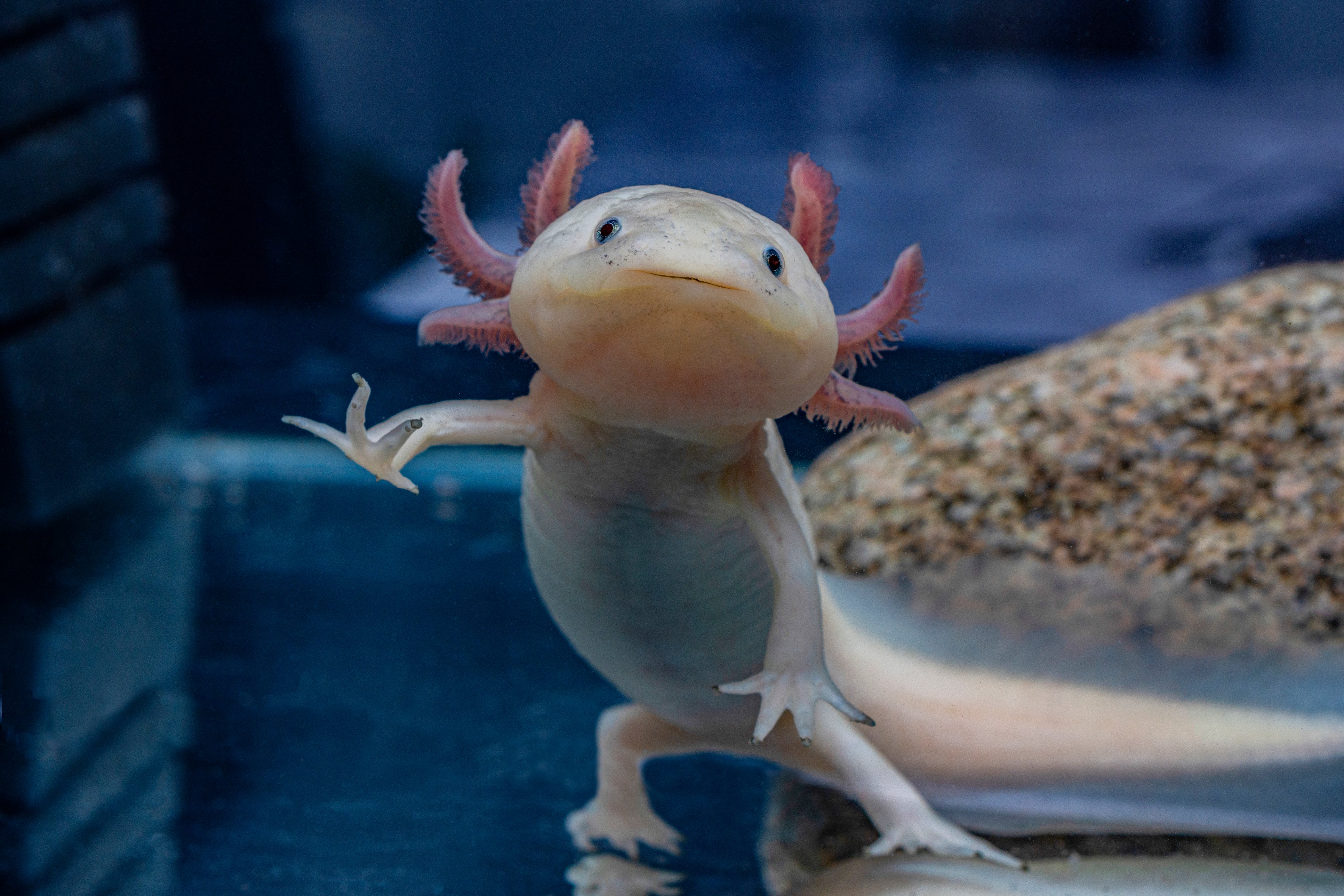 The Mexican axolotl is endangered