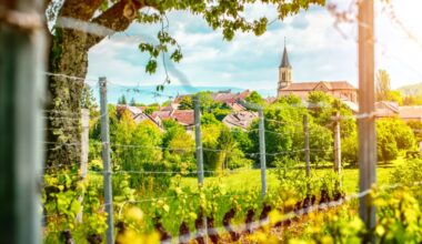 Rhône Valley whites gain ground in UK as production and interest rise