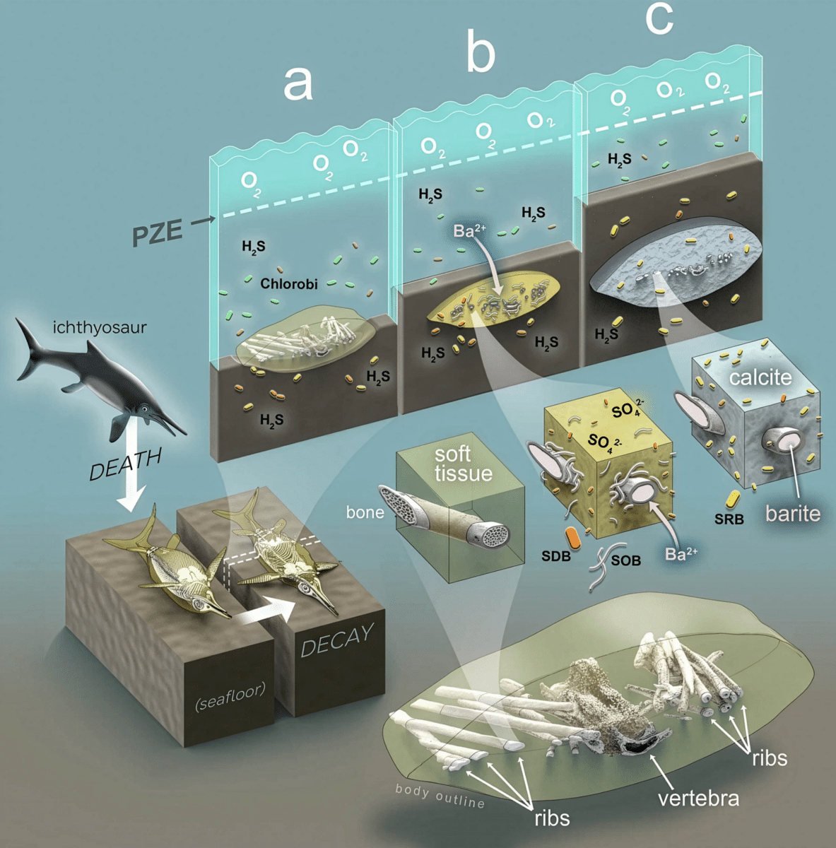 Graphical representation showing how microbes helped create this 3D ichthyosaur fossilization sequence. 
Credit: Nature Communications Earth & Environment. 