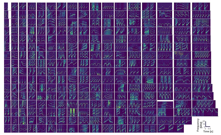 Spectrograms of signature whistles of 269 individual bottlenose dolphins recorded in Sarasota. Figure created by Frants Jensen, with sound files from Laela Sayigh