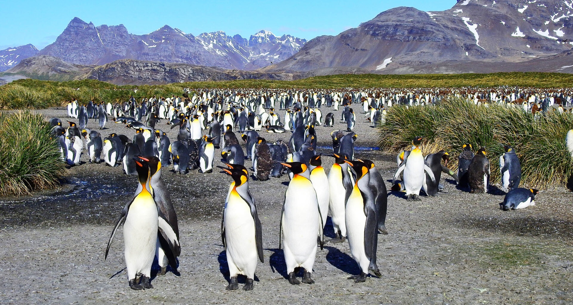 King penguins are thriving in the warmer Antarctic climate