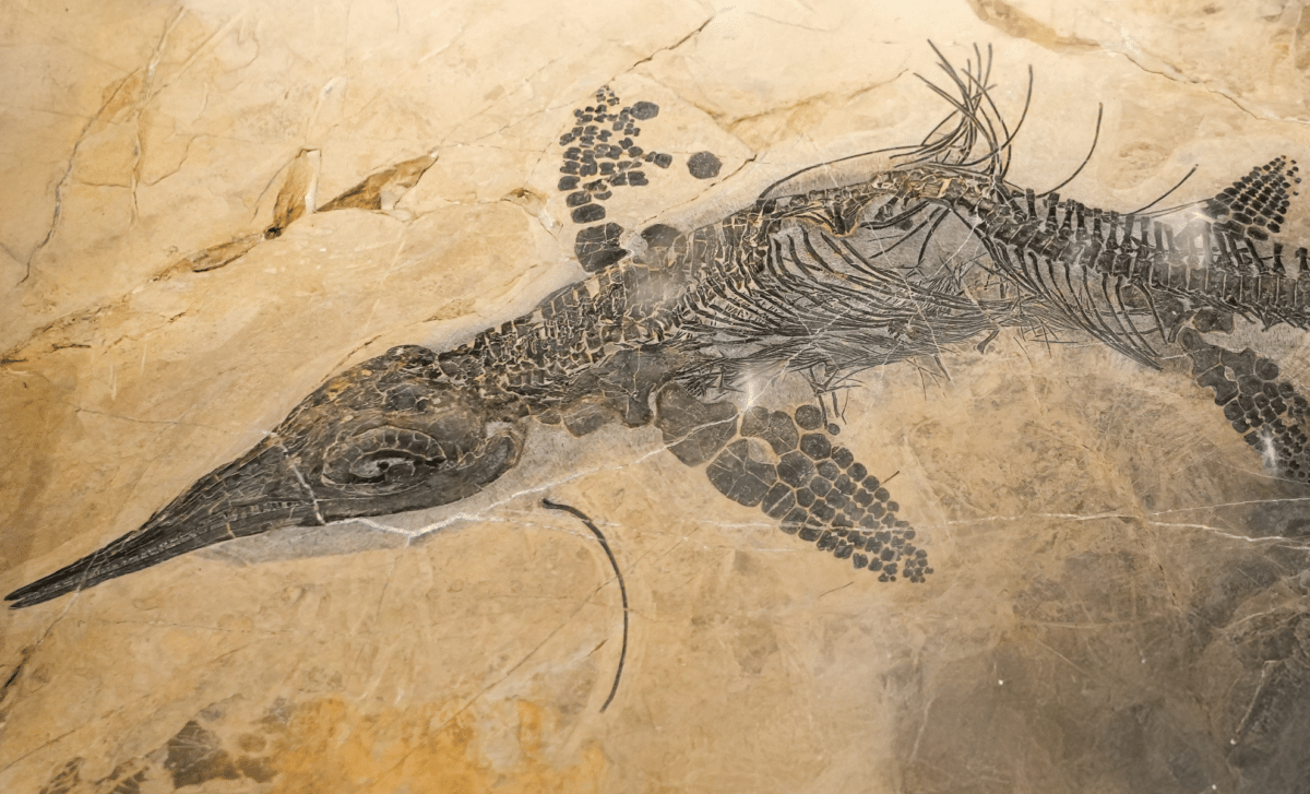 Microbes Found Inside A 183 Million Year Old Ichthyosaur Turned Its Bones Into A Stunning 3d Fossil