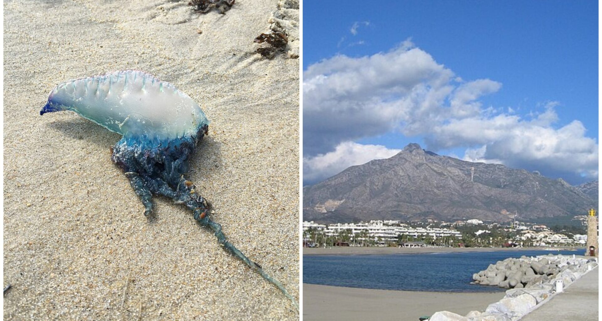 Deadly Portuguese Man o' War spotted near the Costa del Sol