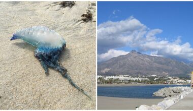 Deadly Portuguese Man o' War spotted near the Costa del Sol