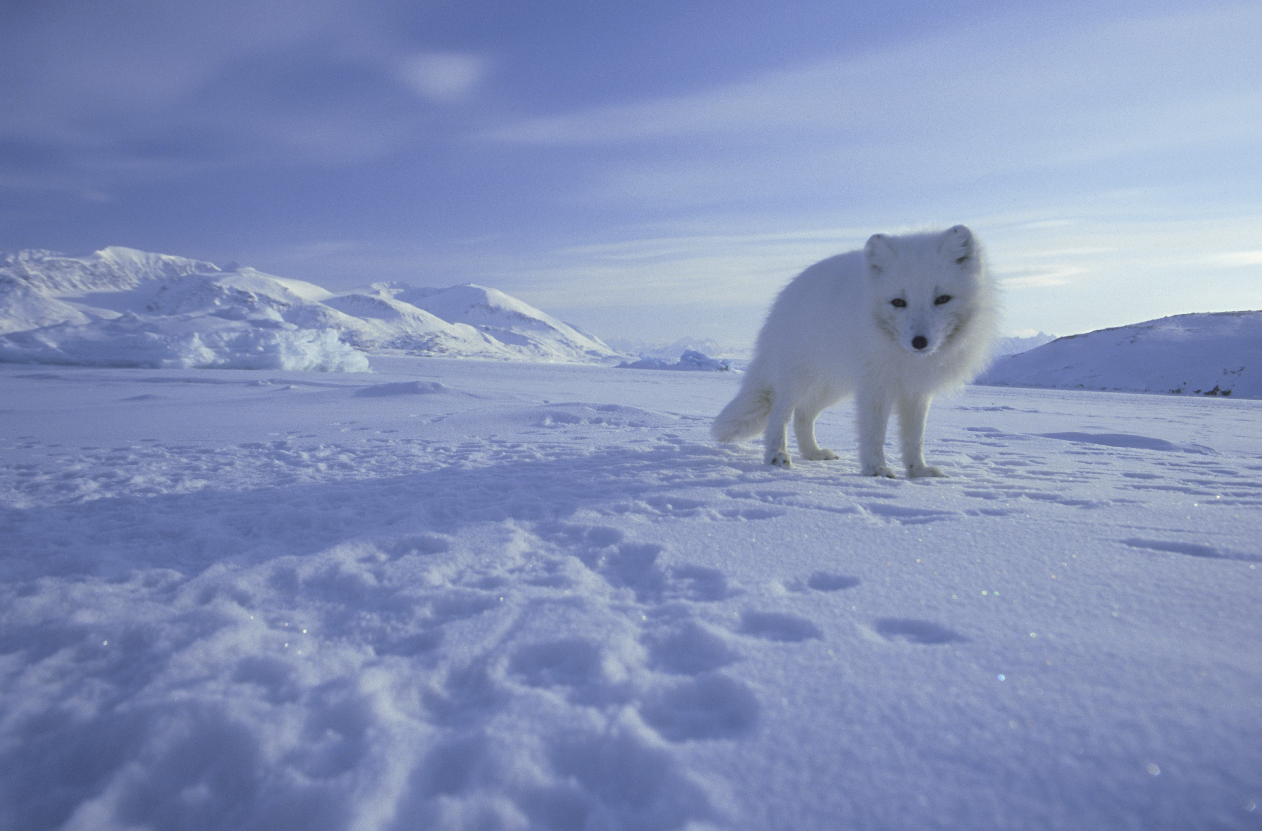 An Arctic fox photo taken by Doug Allan