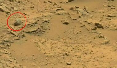 Nasa Rover Photos Show Objects Resembling Insects And Reptiles