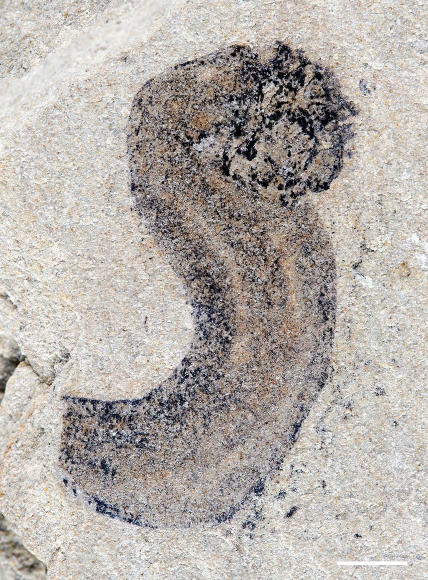 A newly discovered fossil of a sausage-shaped animal from the Jiangchuan Biota has an end-positioned mouth.