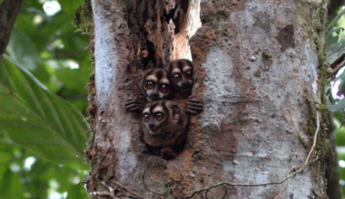 Colombia’s main river redraws the map of little-known night monkeys