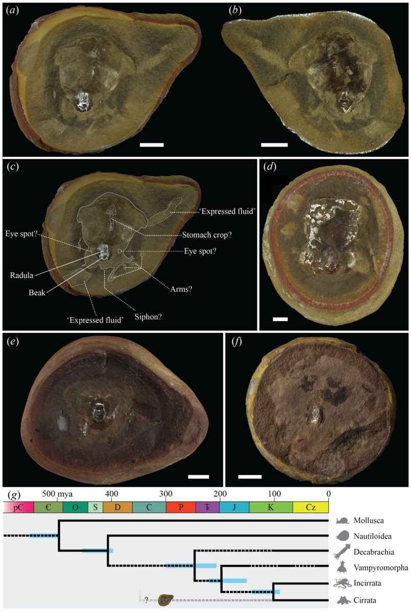 Oldest Octopus Fossil