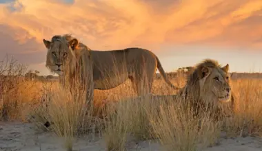 Only One Country Where Lions Hunt in the Ocean—The Images Are Unreal