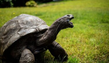 An image of Jonathan the giant tortoise - believed to be the oldest in the world