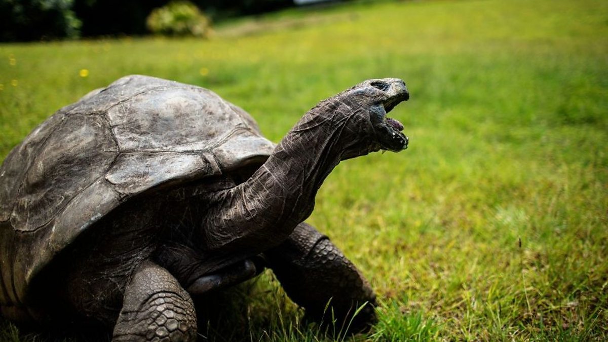An image of Jonathan the giant tortoise - believed to be the oldest in the world