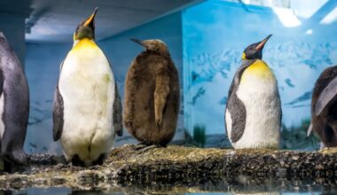A Disturbing Pattern Emerges in Zoo Penguins With Unlimited Food : ScienceAlert