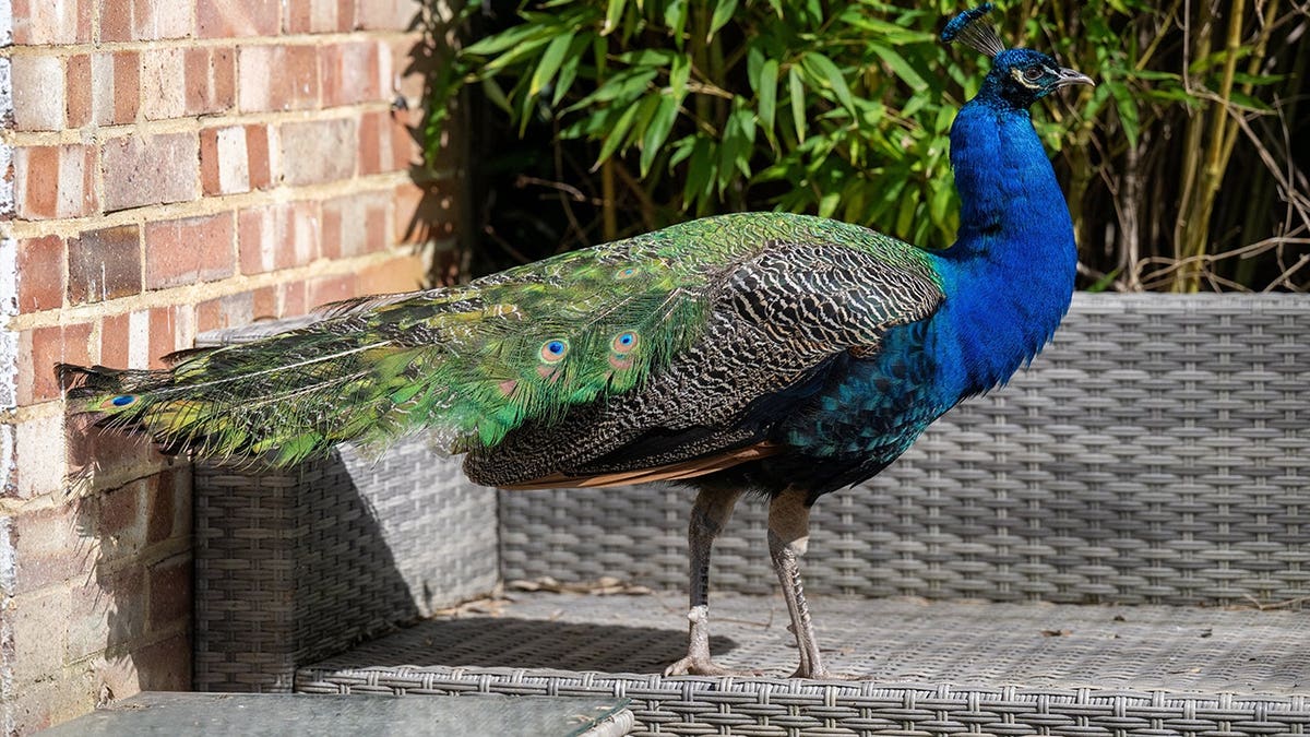 Pete the Peacock standing on a street in Guildford, Surrey