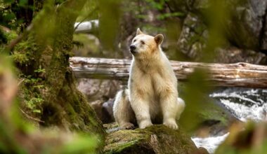 ‘You want to cry’: Photographer’s rare access to Canada’s mysterious spirit bears