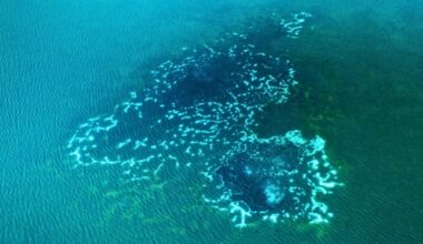 Scientists Finally Know Why The Ocean Leaks Methane