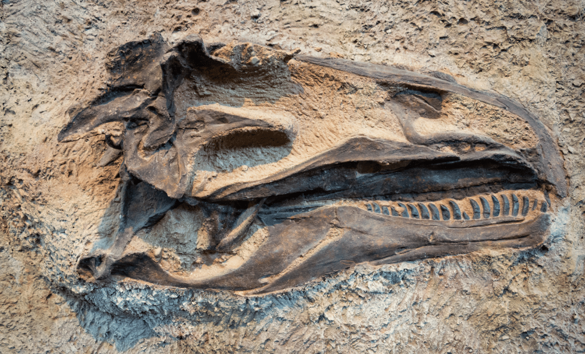 Scientists Unearth A Massive 260 Million Year Old Apex Predator In South Africa That Shouldn’t Exist