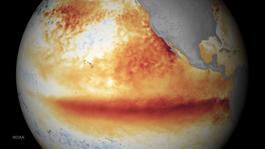 A map of ocean temperature differences from normal during a strong El Niño. Red colors mean the ocean water is warmer than normal; blue means it's cooler.