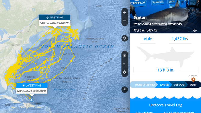 Breton's location pings in the OCEARCH global shark tracker.