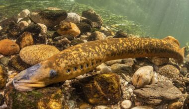 How Many Invasive Species Are In The Great Lakes?