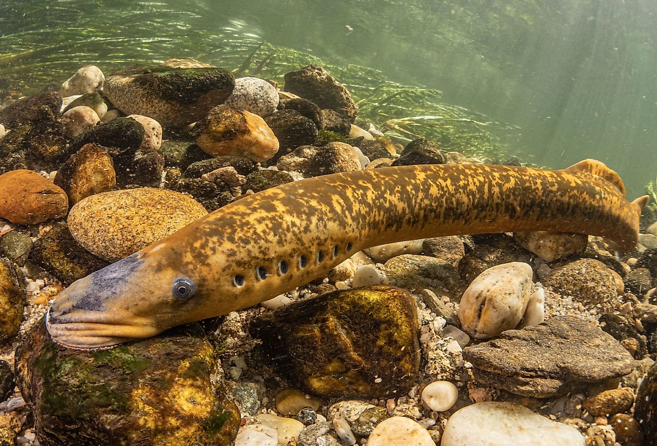How Many Invasive Species Are In The Great Lakes?