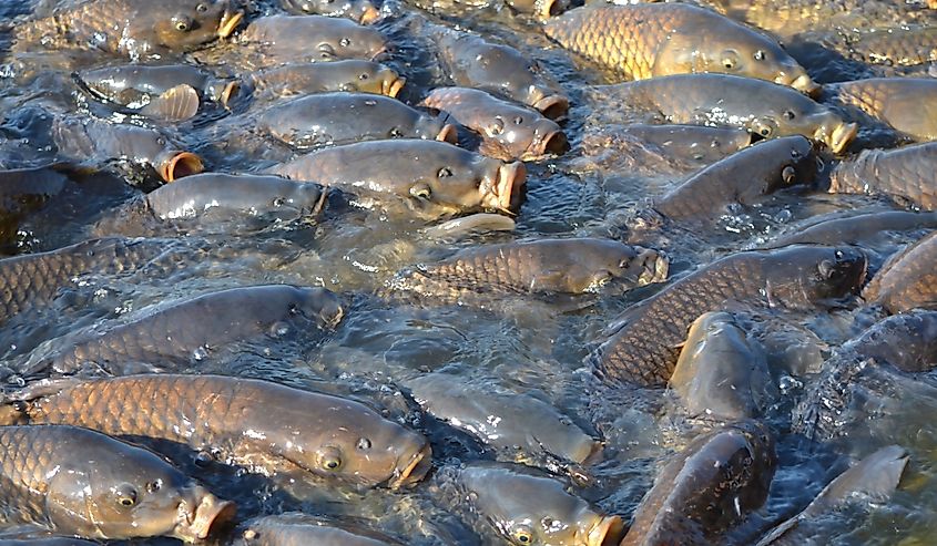 Many black carp in a lake