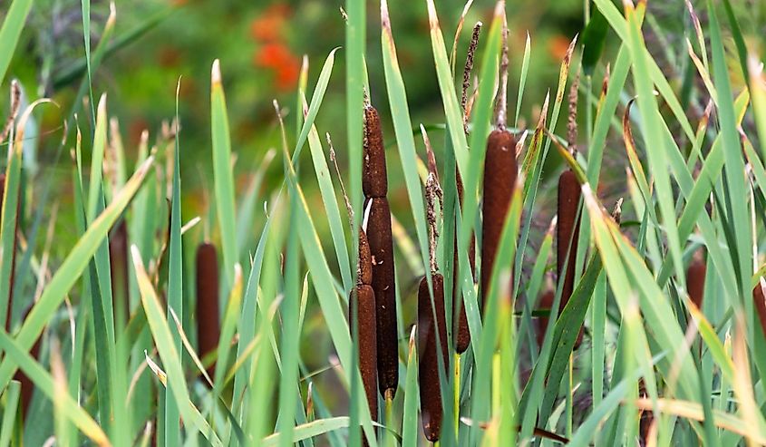 Close-up of a narrow-leaved cattail.