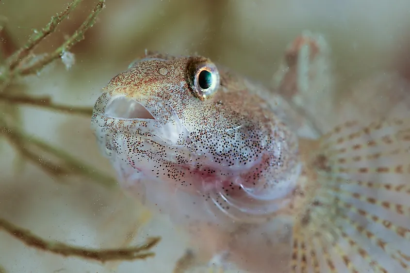The round goby (Neogobius melanostomus) is an invasive species in the Great Lakes