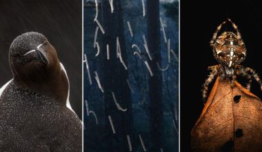 A triptych image: left, a Razorbill bird with raindrops on its feathers; center, several caterpillars climbing dark tree trunks; right, a close-up of a spider on a brown leaf against a black background.