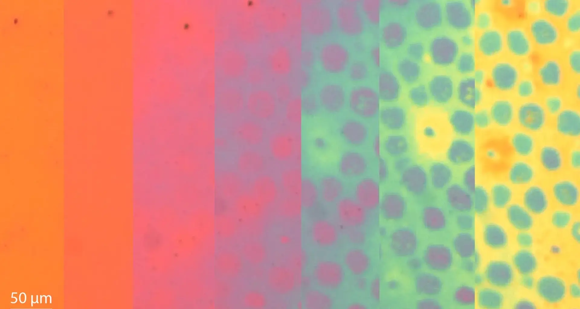 Stanford scientists create shape-shifting material that changes color and texture like an octopus