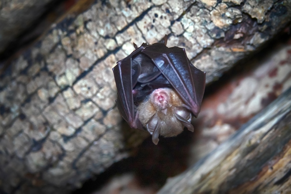 Some Bats Act As Nighttime Pollinators