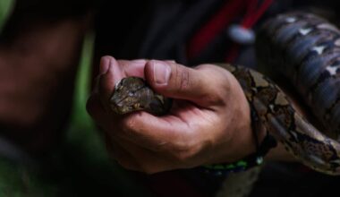 Someone's Hand Holding A Python