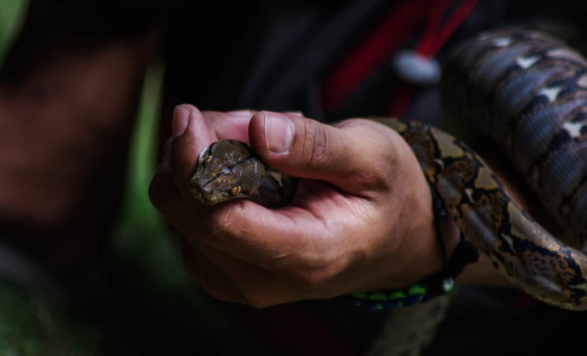 Someone's Hand Holding A Python