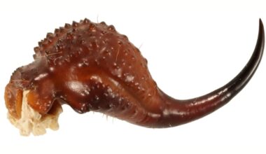 Scorpions Are Literally Metal, Study Reveals
