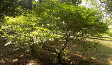 Can Ibogaine Help Substance Abuse, TBI, and PTSD?