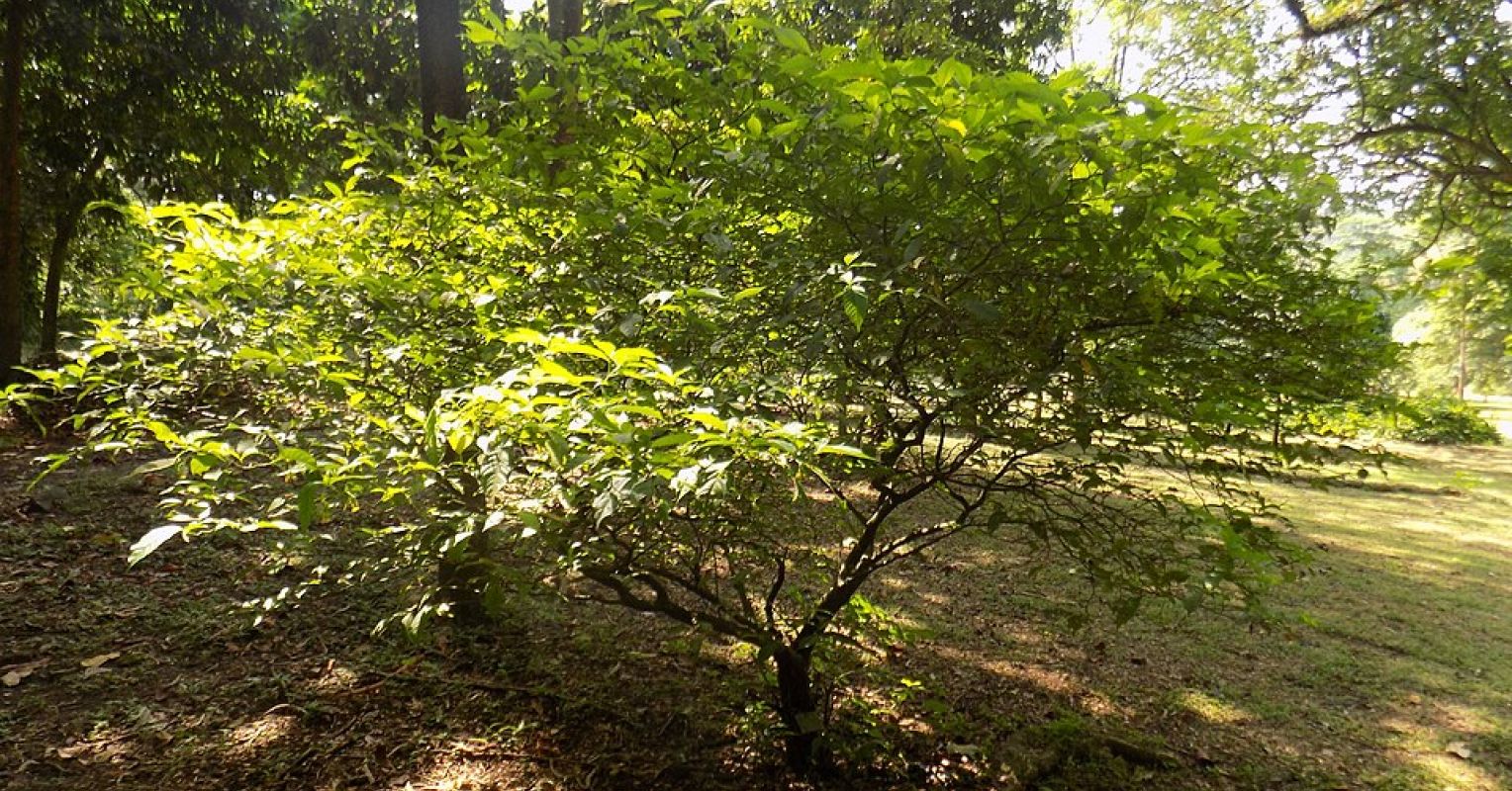 Can Ibogaine Help Substance Abuse, TBI, and PTSD?
