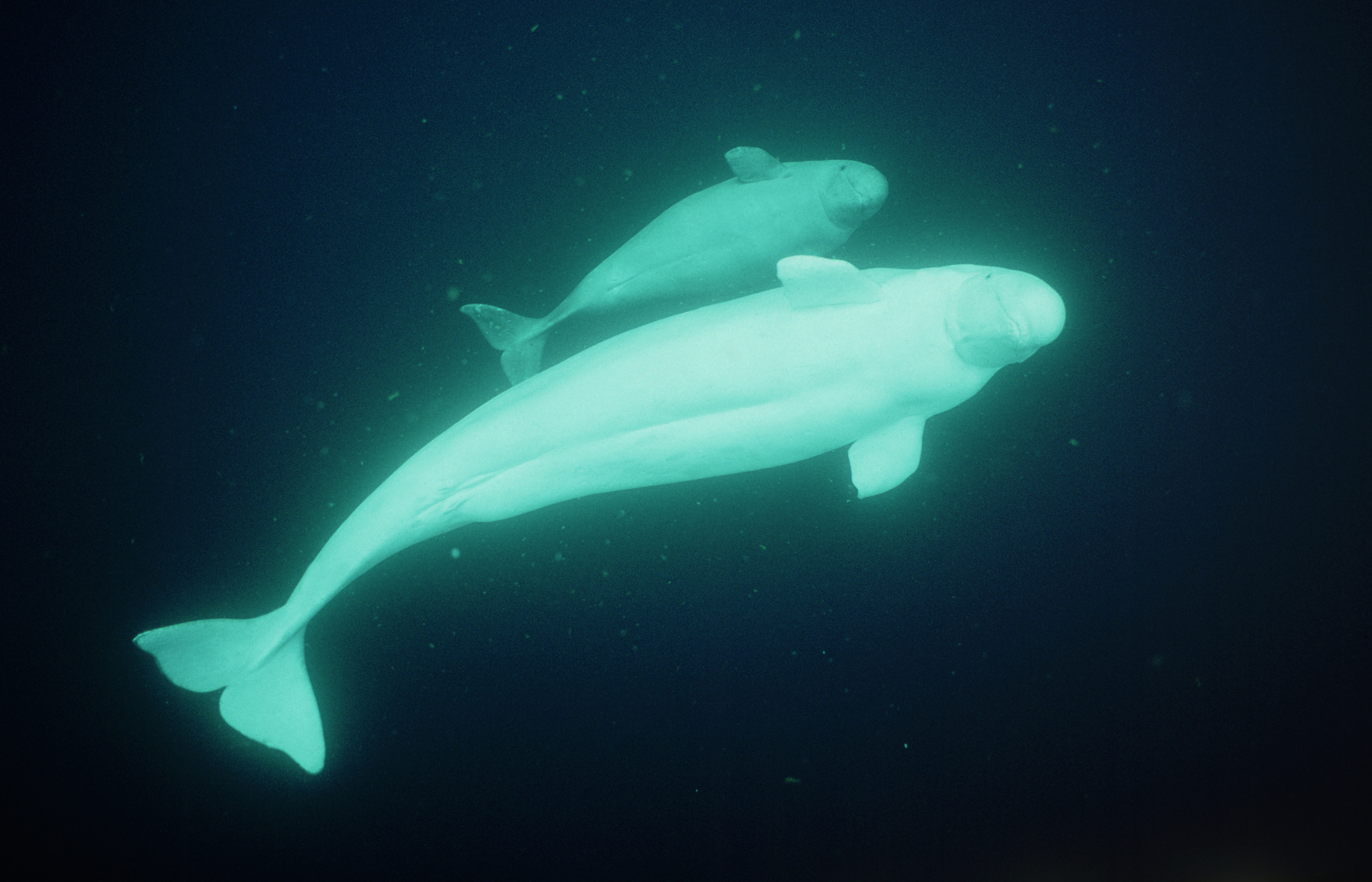 A Beluga whale mother and child photo taken by Doug Allan
