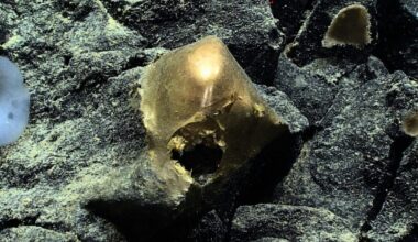 The Alaska Seafloor’s Bizarre Golden Orb Has Finally Been Identified
