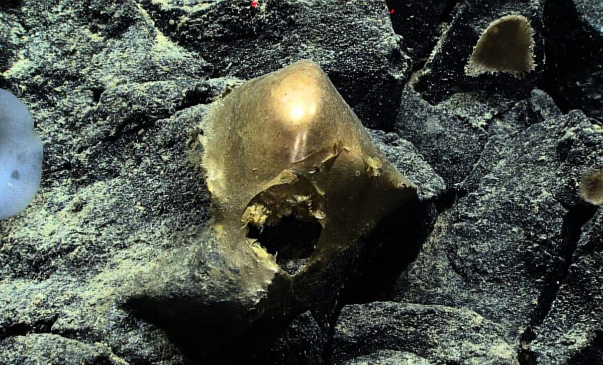 The Alaska Seafloor’s Bizarre Golden Orb Has Finally Been Identified