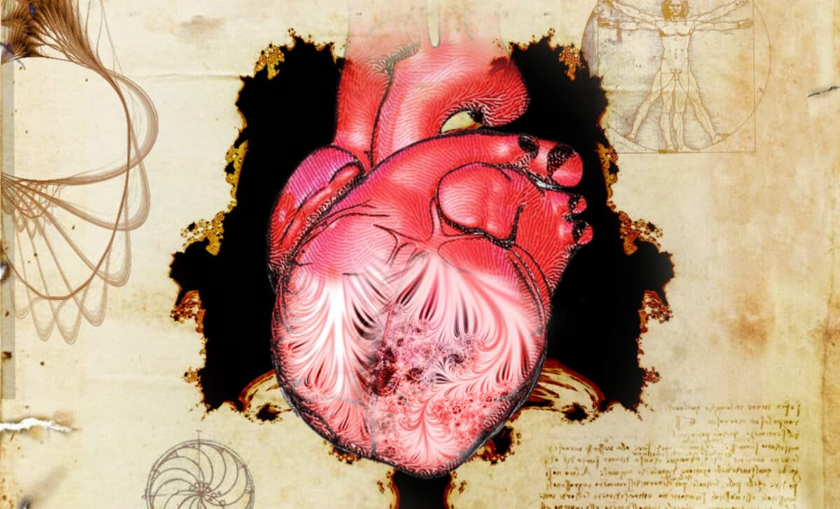 The Heart And Its Trabeculae, First Described By Leonardo Da Vinci