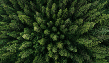 The Invasive Species Devouring North American and European Forests