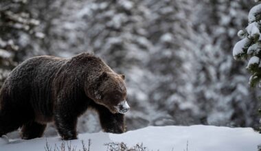 Renowned Grizzly Bear 'The Boss' Comes Out of Hibernation