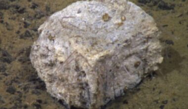 This Sunken Whale Is Hiding A Deep Sea Secret Scientists Can’t Fully Explain