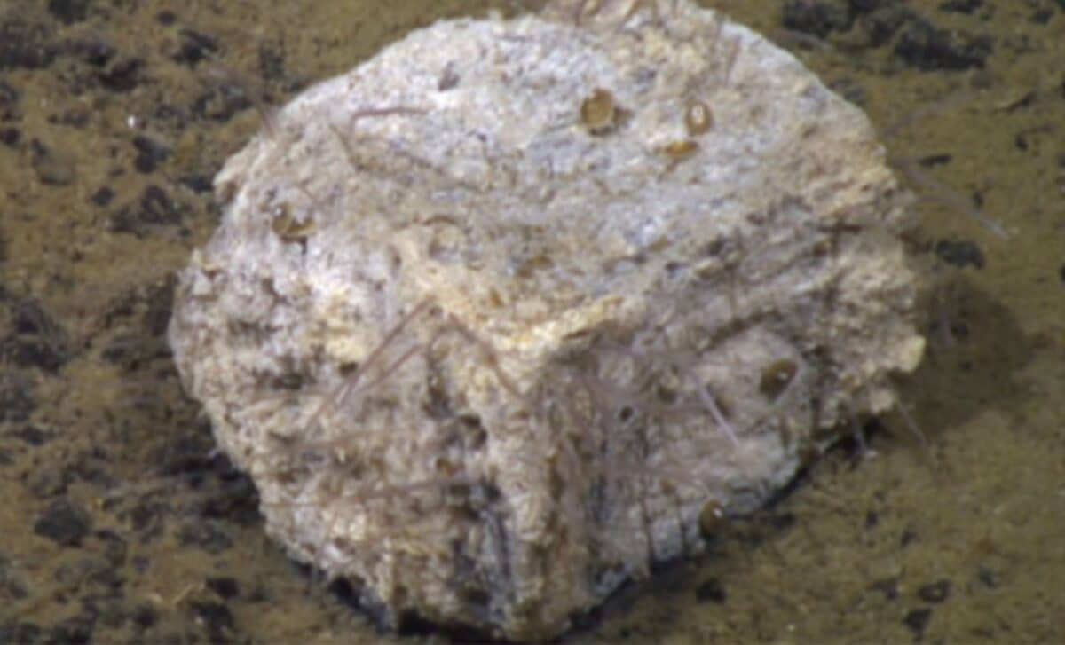 This Sunken Whale Is Hiding A Deep Sea Secret Scientists Can’t Fully Explain