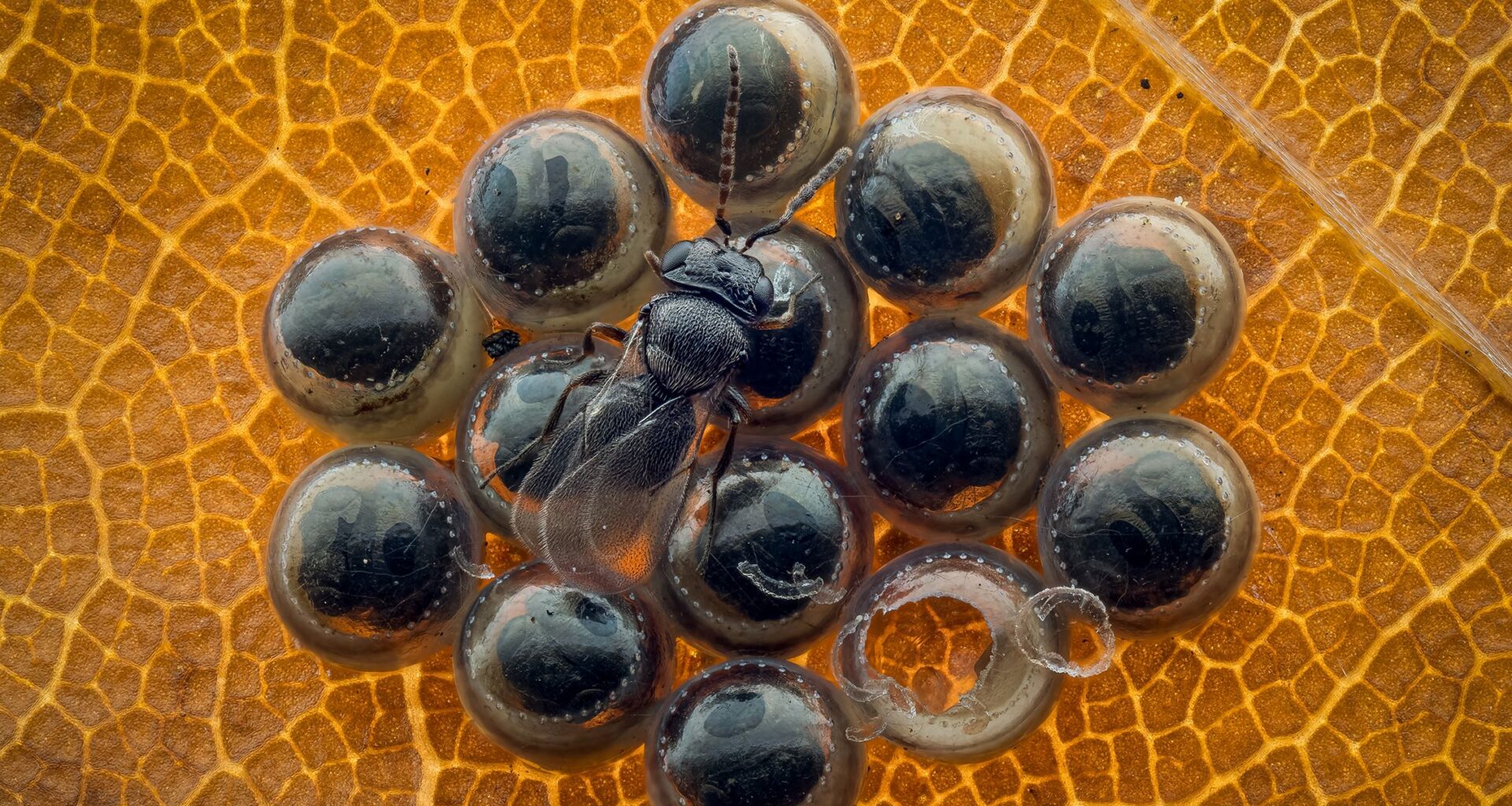 This macro photographer uses a technique you need to try – 32 images later, he revealed extraordinary hidden detail now recognized in prestigious close-up photo challenge