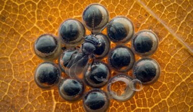 This macro photographer uses a technique you need to try – 32 images later, he revealed extraordinary hidden detail now recognized in prestigious close-up photo challenge